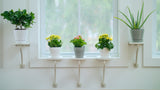 Plant Caddy Shelf: Indoor Peel & Stick Window Sill Plant Pot Holder Shelf